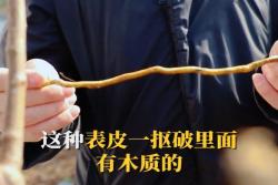 水分多少對(duì)于月季耐寒性有影響嗎？